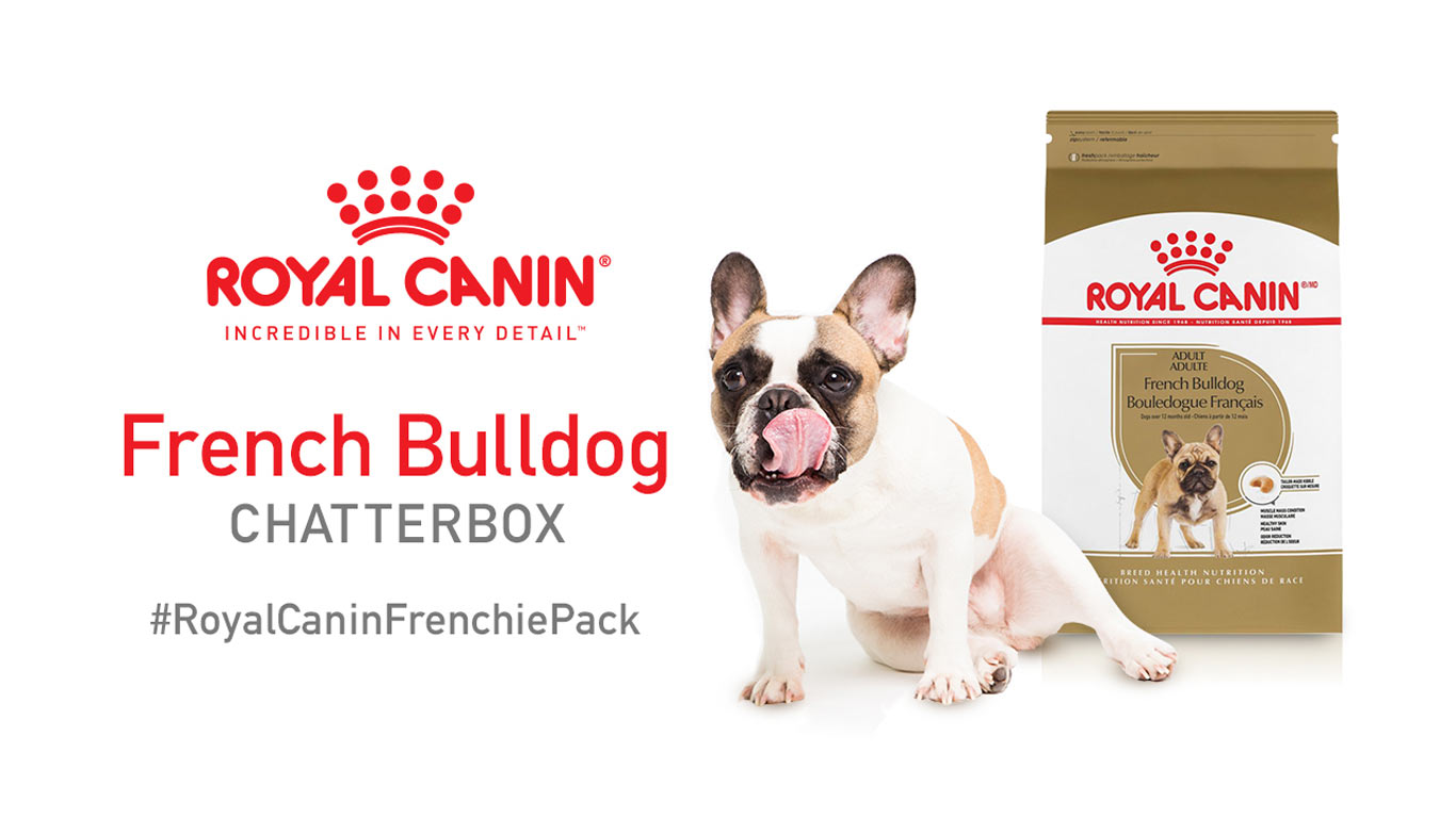 Chatterbox: Apply to Get a Royal Canin French Bulldog Chatterbox Chat Pack